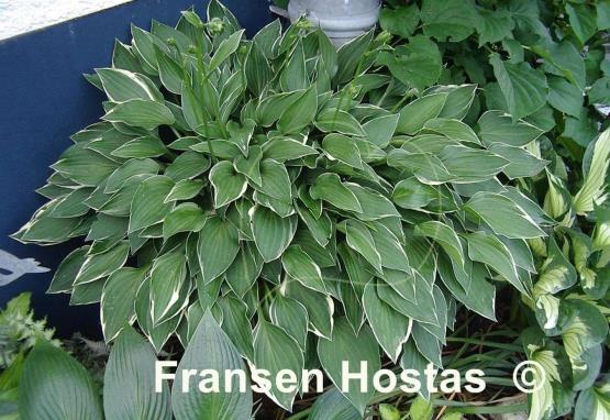 Hosta Allan P. McConnell